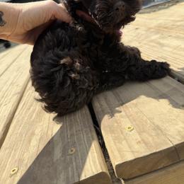 Miniature Schnauzer Puppies from Gambino Bambino’s Miniature Schnauzers