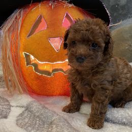 "Rusty (Boy) 5 Weeks" Goldendoodle Puppies from Oregon Doodle