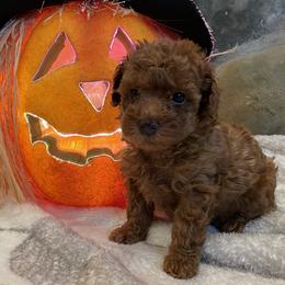 "Rusty (Boy) 5 Weeks" Goldendoodle Puppies from Oregon Doodle