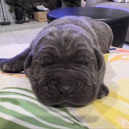 Beatrice - Gray female Cane Corso puppy in Las Vegas, Nevada from LV3M Cane Corso