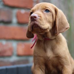 Lotsa - Golden rust male Vizsla puppy in Bloomington, Indiana from Envizion