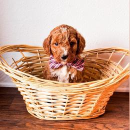 Kiwi - Red  male Goldendoodle puppy in Kissimmee, Florida from Poodle Doodle Kennels