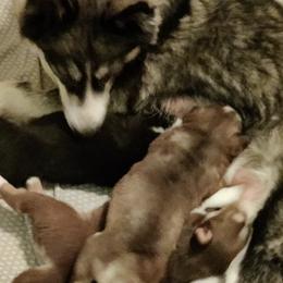 Siberian Huskies from Husky Acres