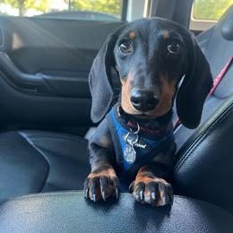 Penelope - Dachshund