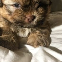 Shih Tzu Puppies from Adrianas Beautiful Shitzu’s