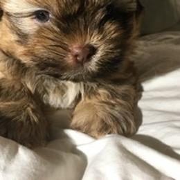 Shih Tzu Puppies from Adrianas Beautiful Shitzu’s