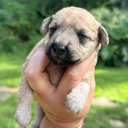 Glory - White female Schnoodle puppy in Temple, Texas from Schnauzers Of Taylor