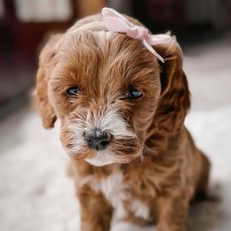 Miss Piggy - Brown female Cockapoo puppy in Mt Bethel, Pennsylvania from Stasia’s Cutiepoos
