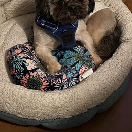 Bailey - Shih Tzu