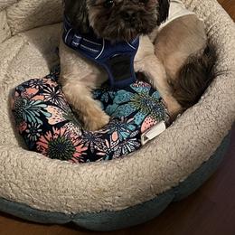 Bailey - Shih Tzu