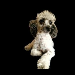 Stan Lee - Poodle
