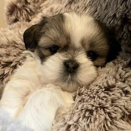 Girl one - Brindle and white female Shih Tzu puppy in Fountain, Florida from Simply Shih Tzu