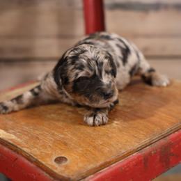 Ollie - Merle male Whoodle puppy in West Bend, Iowa from Blue Skies Terriers