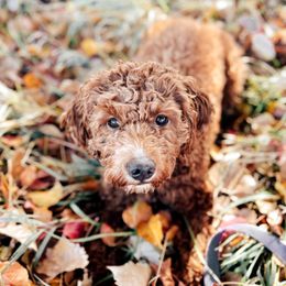 Winnie - Goldendoodle