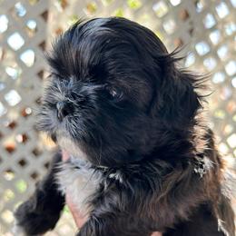 Remmy - Black and white male Shih Tzu puppy in Victorville, California from Precioustzus