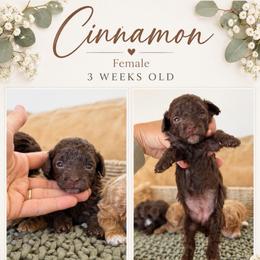 ..:: c i n n a m o n ::..    ( t e d d y  .::. b e a r ) - Brown female Poodle puppy in Hooper, Utah from Anchor Dogs