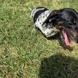 Penny - Dachshund