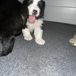 Australian Shepherd Puppies from Hamilton Farms