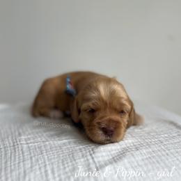 Pebble - Caramel female Australian Labradoodle puppy in Belding, Michigan from Rutu Australian Labradoodles