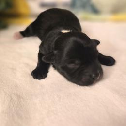 Boy 1 - male Havanese puppy in Trinity, Alabama from Tooties Cuties Havanese