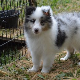 Shetland Sheepdog Puppies from Sunny Shelties