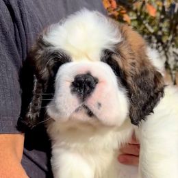 Grey Collar - Mahogany and white female Saint Bernard puppy in Double Springs, Alabama from St Bernard Kingdom, LLC