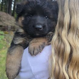 German Shepherd Puppies from Elite Von Haus German Shepherds