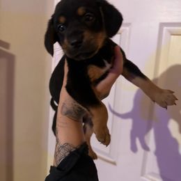 Chihuahua and Dachshund Puppies from Wienie_gang