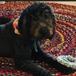Aggie - Goldendoodle