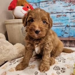 Wren - Red male Aussiedoodle puppy in Lebanon, Missouri from Perkins Pups
