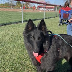 Belgian Sheepdogs and Golden Retrievers from Mi-Kels Belgians and Goldens