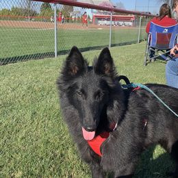 Belgian Sheepdogs and Golden Retrievers from Mi-Kels Belgians and Goldens