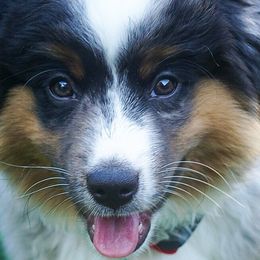 Miniature American Shepherds and Miniature Australian Shepherds from Westeros Mini American Shepherds