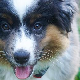 Miniature American Shepherds and Miniature Australian Shepherds from Westeros Mini American Shepherds