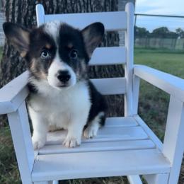 Van - Black and tan male Pembroke Welsh Corgi puppy in Decatur, Texas from Bar S Corgis