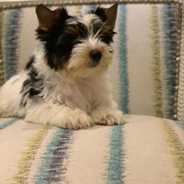 Biewer Terrier and Yorkshire Terrier Puppies from Niczarbiewers