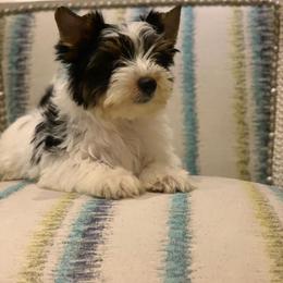 Biewer Terrier and Yorkshire Terrier Puppies from Niczarbiewers