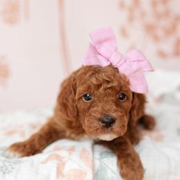 Reese - Red  female Goldendoodle puppy in Wake Forest, North Carolina from Dreamcoat Doodles