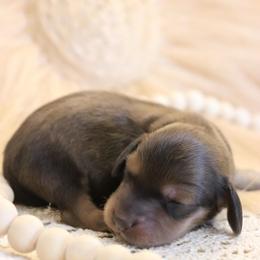 Thor - Chocolate and cream male Dachshund puppy in Nolensville, Tennessee from Boothe’s Dachshunds