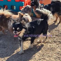 Lolli - Chihuahua