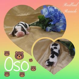 Basset Hound Puppies from Redbud Ranch Basset Hounds