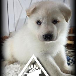 Apollo - White male German Shepherd puppy in Sequim, Washington from German Shepherd Haus