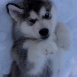 Alaskan Malamute Puppies from Edgend Alaskan Malamutes