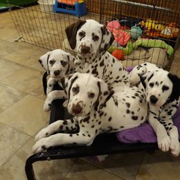 Dalmatian Puppies from Paisley