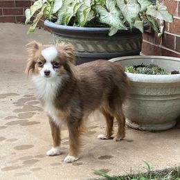 Tilly - Toy Australian Shepherd