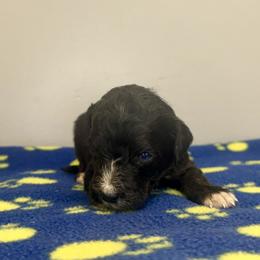 Sophie Boy 6 - Black and white male Bernedoodle puppy in Russiaville, Indiana from Pleasant Creek Minibernedoodles