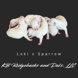 Dalmatian puppies from KB Ridgebacks and Dals, LLC