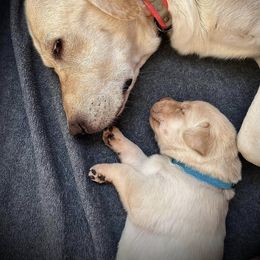 Labrador Retriever Puppies from Joy Luck Labs, LLC