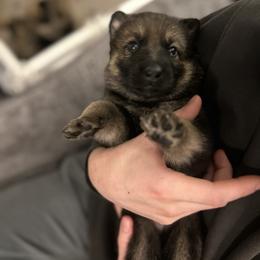 German Shepherd Puppies from Scenic City Shepherds