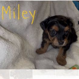 Miley - Black & tan tri-color female Morkie puppy in Seneca, Missouri from M.Y. Morkies and Yorkies
